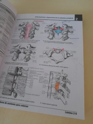 Netter. Cuaderno de anatomía para colorear
