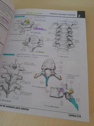 Netter. Cuaderno de anatomía para colorear