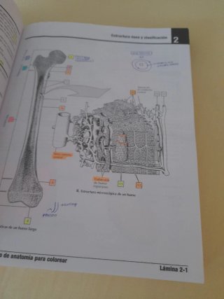 Netter. Cuaderno de anatomía para colorear