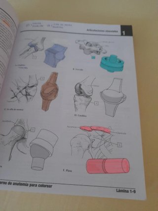 Netter. Cuaderno de anatomía para colorear