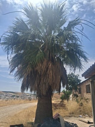 Palmera