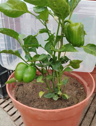 Planta de pimientos para asar