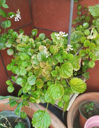 Planta Flor del Dinero