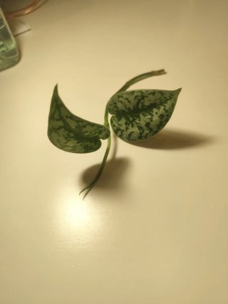 Scindapsus Lady Silver Planta