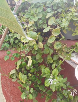 Planta del Dinero - Plectranthus