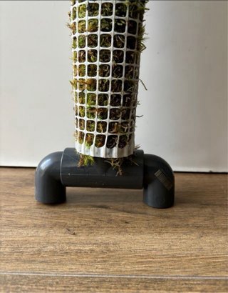 Tutor musgo sphagnum para plantas