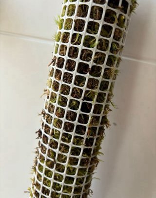 Tutor musgo sphagnum para plantas