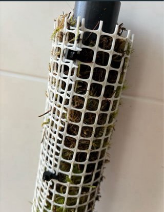 Tutor musgo sphagnum para plantas