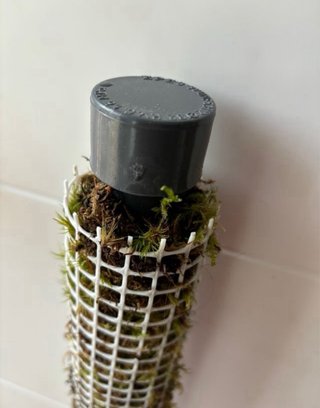 Tutor musgo sphagnum para plantas