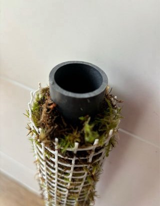 Tutor musgo sphagnum para plantas