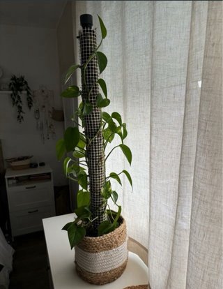 Tutor musgo sphagnum para plantas