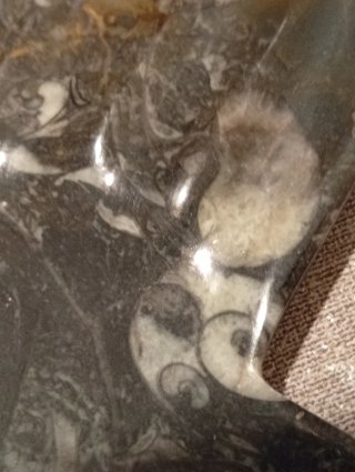 Mano de Fátima piedra con preciosos fósiles