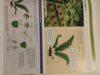 BIOLOGIA I GEOLOGIA 1 SEC CONSTRUINT MONS
