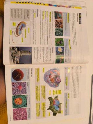 Biología Y Geología 1 Secundaria