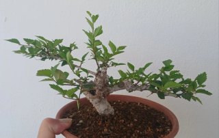 Bonsái Olmo Shohin