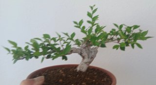 Bonsái Olmo Shohin