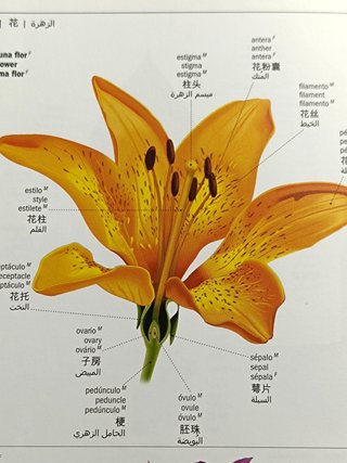 Diccionario Visual en 5 idiomas Larousse