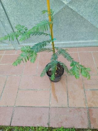 Pianta Sequoia Sempervirens h 40 - 45 cm vaso 14
