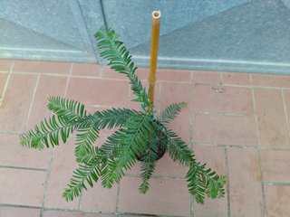 Pianta Sequoia Sempervirens h 40 - 45 cm vaso 14
