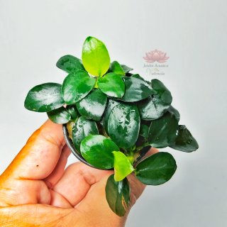 Plantas para acuario - Variedad y color