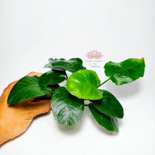 Plantas para acuario - Variedad y color
