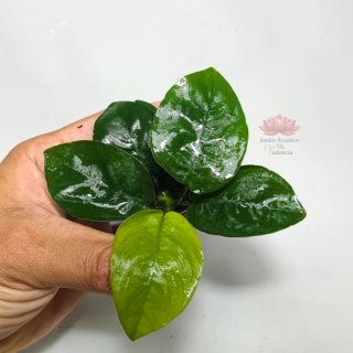 Plantas para acuario - Variedad y color