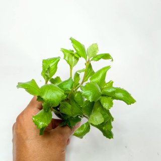 Plantas para acuario - Variedad y color