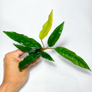 Plantas para acuario - Variedad y color
