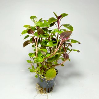 Plantas para acuario - Variedad y color
