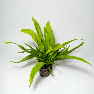 Plantas para acuario - Variedad y color
