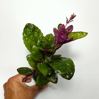 Plantas para acuario - Variedad y color