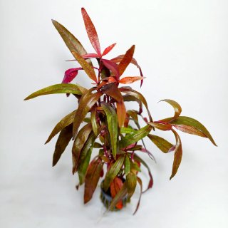 Plantas para acuario - Variedad y color