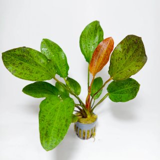 Plantas para acuario - Variedad y color