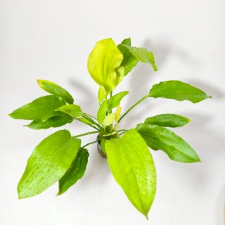 Plantas para acuario - Variedad y color