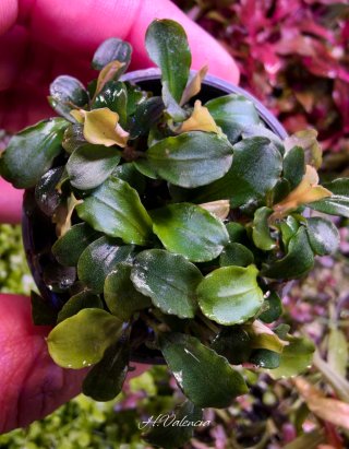 Plantas para acuario - Variedad y color