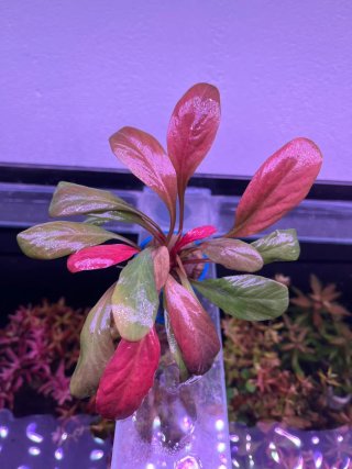 Plantas para acuario - Variedad y color