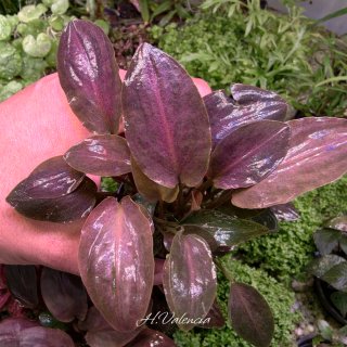 Plantas para acuario - Variedad y color