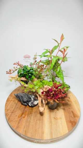 Plantas para acuario - Variedad y color