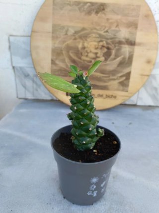 Euphorbia ritchiei #4