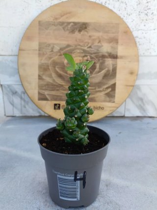 Euphorbia ritchiei #4