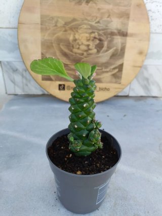 Euphorbia ritchiei #4