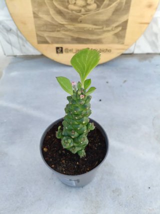 Euphorbia ritchiei #4
