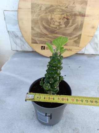 Euphorbia ritchiei #4