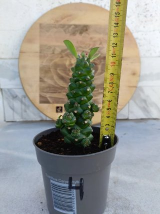 Euphorbia ritchiei #4