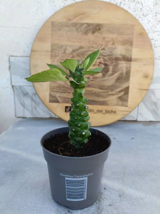 Euphorbia ritchiei #5