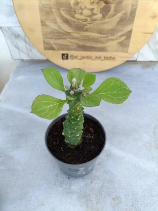 Euphorbia ritchiei #5
