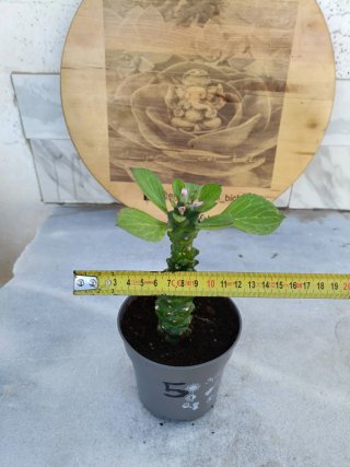 Euphorbia ritchiei #5