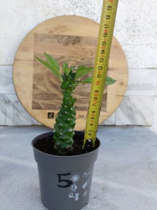 Euphorbia ritchiei #5