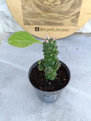 Euphorbia ritchiei #6