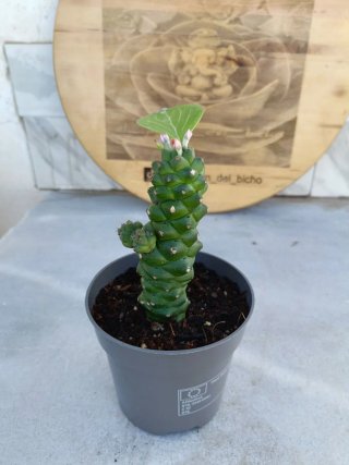 Euphorbia ritchiei #6